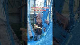 Tembakan pelepah daun pisang kreatif comedy lucu tips hiburan shortvideo [upl. by Airbma]