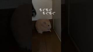 おやつをもぐもぐするハムスターのquotきゅうちゃんquot ハムスターのいる生活 ゴールデンハムスター pets [upl. by Ed]