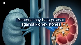 How Lactobacillus acidophilus might protect against kidney stones [upl. by Arotak]