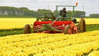 Fendt F 231 GT  Tulpen koppen  Topping tulips in Holland [upl. by Hildy]