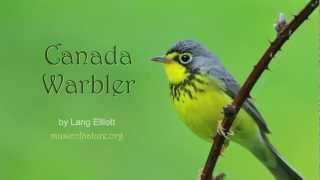 Canada Warbler [upl. by Mariam]