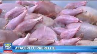 Ferma oua carne de prepelita producator export prepelite en gros [upl. by Osmen613]