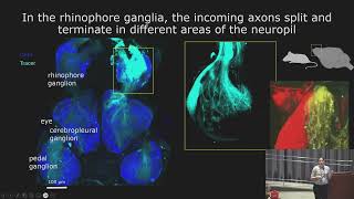 Multisensory integration and multidirectional connectivity in the nervous system of a nudibranch [upl. by Acinot298]