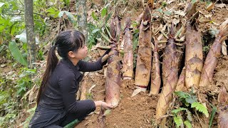 Look for large bamboo shoots protruding from the ground  triệu muội muội [upl. by Viafore99]