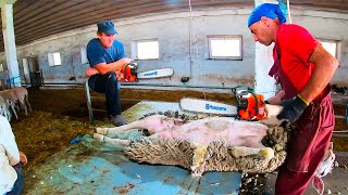 Sheep Shearing  start to finish  Calm and professional [upl. by Cyrilla]