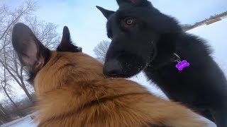 Belgian Malinois Meets Dominant German Shepherd At Dog Park [upl. by Averill178]