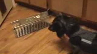 Crazy Wiener Dog goes nuts over a rat [upl. by Procora]