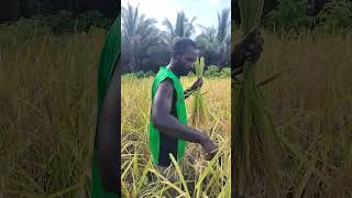 Rice panicle harvesting shorts [upl. by Damha]