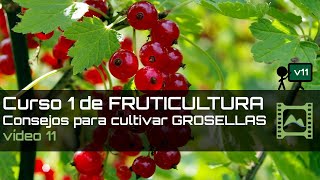 Consejos para cultivar GROSELLAS Curso básico de FRUTICULTURA 2020 Capítulo 11  LdN [upl. by Eromle]