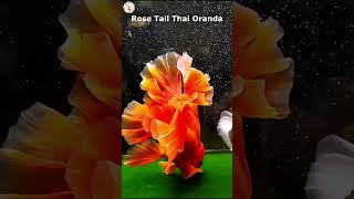 Rose Tail Thai Oranda Goldfish in Slow Motion thaioranda goldfishcorner [upl. by Otero]