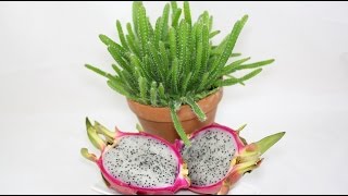 Hylocereus undatus  Drachenfrucht Dragon Fruit Pitahaya [upl. by Gretna]