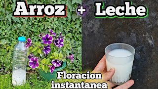 ECHA ARROZ CON LECHE A TUS PLANTAS Mira que PASA Abono casero orgánico y Fertilizante natural [upl. by Onairot948]