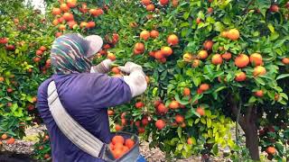 😱INCREÍBLE HUERTO DE MANDARINA TANGO amazing harvest tangerine [upl. by Airdnola701]