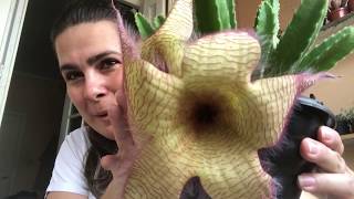 Stapelia gigantea [upl. by Sosthina]