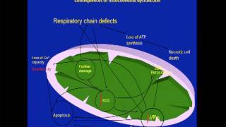 Role of Frataxin and Mitochondrial Dysfunction in Friedreichs Ataxia 1 of 13 [upl. by Nosrac]