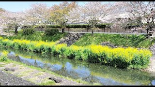 【風景と自然】菜の花とさくらの競演 三水川 大野町 岐阜県 2024年4月13日 A performance of cherry blossoms and rape blossoms [upl. by Whitford]