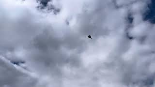 Freewing F22 Maiden Flight [upl. by Twila96]