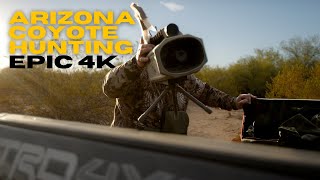 Early November Coyote hunting in Arizona Heart pounding up close action 4k footage [upl. by Airamak]