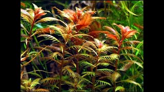 Proserpinaca Palustris Cuba  Mermaid Weed  Copper aquarium plant [upl. by Naanac]