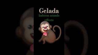 Gelada baboon sounds effects [upl. by Arua633]