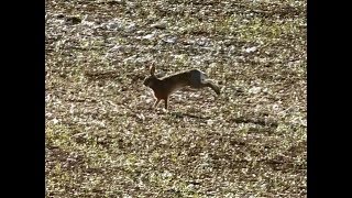 Chasse du lièvre aux chiens courants [upl. by Odlanier]