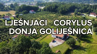 Lješnjaci Corylus  Donja Goliješnica  Žepče [upl. by Treborsemaj316]