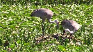 Sandhill Crane Adventures 1 [upl. by Seow]