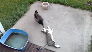 Cats vs Wild Animals A Compilation [upl. by Anaela]