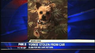 Yorkie dog stolen out of owners car in Dearborn Heights [upl. by Nairehs]