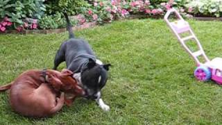 Vizsla vs Pitbull [upl. by Neurath]