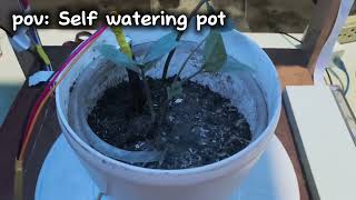 Automated Plant Watering System and Pest Detection [upl. by Haden518]