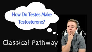 Testosterone Synthesis Classical Pathway [upl. by Calder]