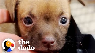 Foster Puppies Cant Believe It When Their Mom Gets Fostered Too  The Dodo [upl. by Neibart347]