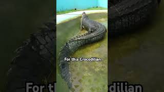 Largest Crocodile ever captured is terrifying… Meet “LoLong” [upl. by Llerrud]