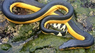 Top 5 Fascinating Sea Snake Facts You Must Know [upl. by Taryne]