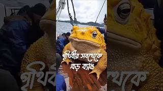 Big Frog 🐸 viralvideo shorts amazing amazon wildlife forest frog journey [upl. by Leirea]