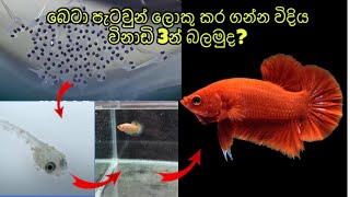 Betta fish GROW quickly  From Eggs  6month  Betta මත්සයන් ඉක්මනින් ලොකු කර ගන්නෙ මෙහෙමයි [upl. by Lyndsay]