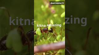 Ants dont have lungs 🫁😲 facts funfacts factsinhindi hindi nature naturefacts shorts ants [upl. by Sioled]