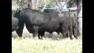 Texas Angus QLD Bulls to sell at Triple B Brangus Bull Sale [upl. by Sibylle]