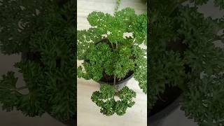 New Plants Name With Price ❤️trending lovinggarden gardeningviralvideo shortvideogardenplants [upl. by Nylhtiak]