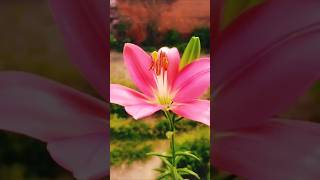 Lily flowering plant💗☘️💮gardenflowers comment newvideosfypyoutube lily floweringplantyoutube [upl. by Hsakiv]