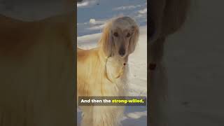 Meet the World’s Fastest Hunters Top 5 Sighthound doglover heritagebreedsanimals viralshorts [upl. by Yrnehnhoj688]