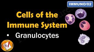 Cells of the Immune System PART I  GRANULOCYTES FLImmuno02 [upl. by Henleigh]