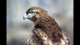 Interesting Red Tailed Hawk facts [upl. by Aisercal72]