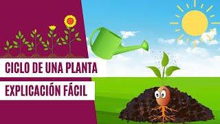 Ciclo de una PLANTA  EXPLICACIÓN FÁCIL para niños [upl. by Barsky]