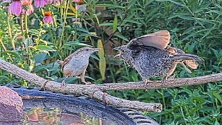 Huge Size Difference Tiny Wren Mom Feeds Big Baby Cowbird [upl. by Esiocnarf975]