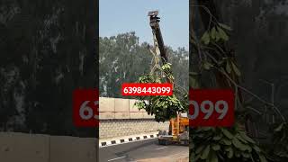 Pulmari alba loding mo 6398443099gajraulanursery onlinebusiness nursery plam [upl. by Toblat]