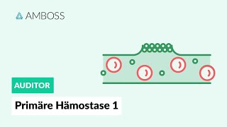 Primäre Hämostase  Teil 1  Physiologie und Erkrankungen  AMBOSS Auditor [upl. by Victorine]