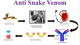 What is Anti Snake Venom Serum  Anti Snake Venom  Snake Bite Treatment  ASVS [upl. by Rocher]