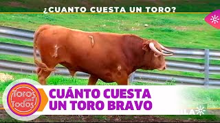 ¿Cuánto dinero cuesta un toro bravo [upl. by Wieche570]